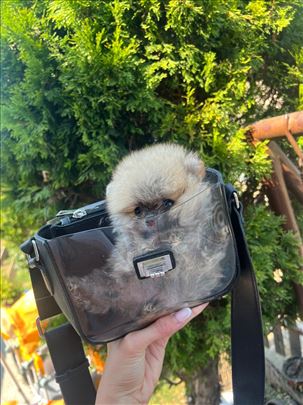 Pomeranac mini