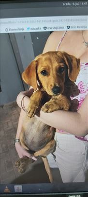 Mešanac, štene staro 2,3 meseca Hitno trazi dom!