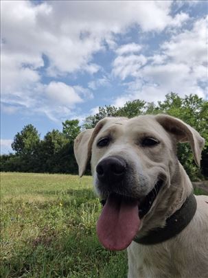 NA POKLON Mešanac Labradora stara 3 godine