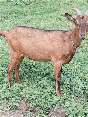 Mlade koze