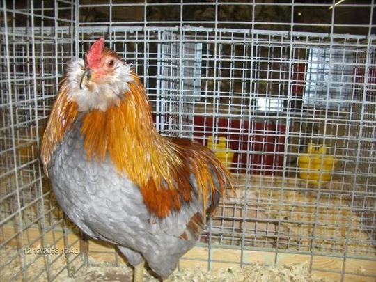 pilići araukana i plimutroka kao i jaja za nasad