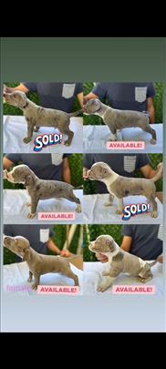 Pit bull, pitbull, american bully