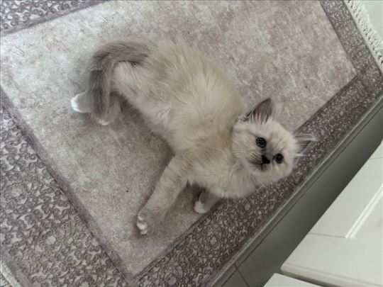 Ragdoll, mačići
