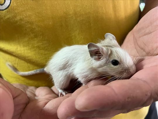 Degu veverice