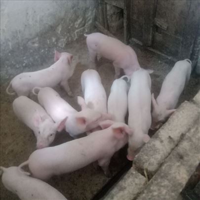 Prasici od 7 nedelja 
