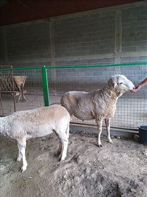 3 ovce i ovan Vitenberg