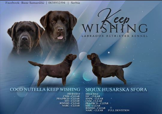 Labrador retriver čokoladni štenci
