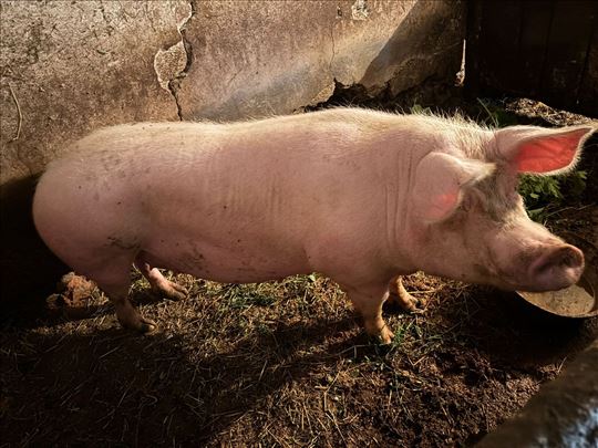 Prodajem svinju za klanje - oko 150kg