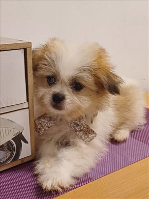 MINI pomeranski špic , štene, decak