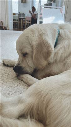 Predivan beli retriver 