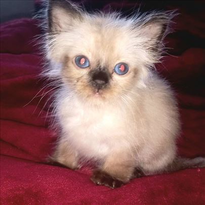Ragdoll , mače Maks