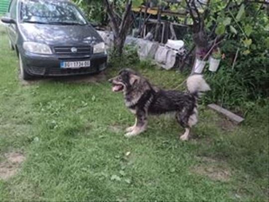 Šarplaninac, mlad pas