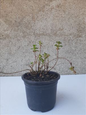 Sedum zeleno braon