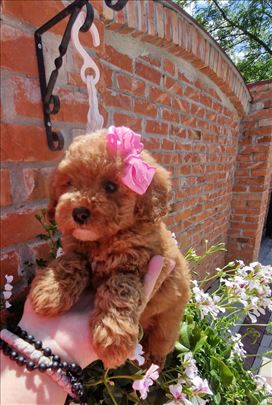 Toy pudle