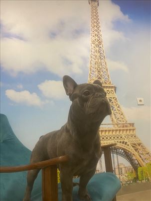 Francuski buldog, odrastao pas