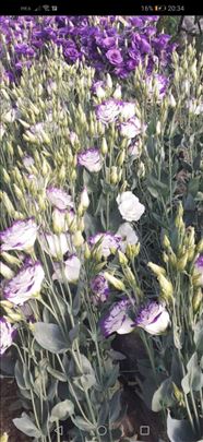 Lizijantus - rezani cvet