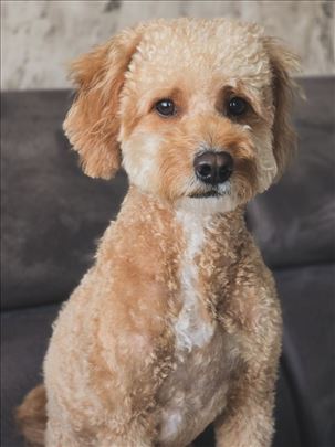 Mini Goldendoodle F1B