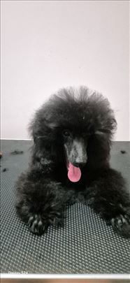 Pudla, štene