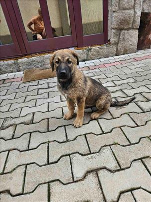 Šarplaninac, štene