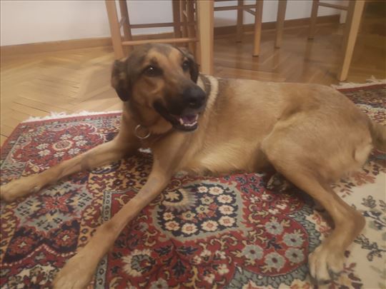 Traži se dom za dušu od psa