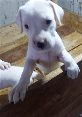 Argentinska doga, štene