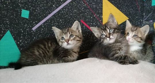 Poklanjam preslatke mačiće, kao sa Whiskas reklame