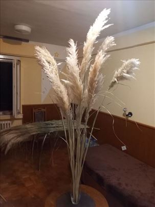 Cvet Pampasa - Pampas trava prodaja