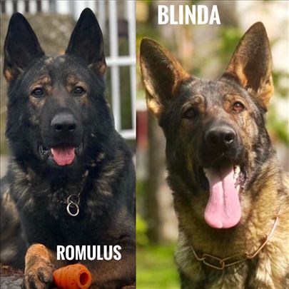 Nemački ovčar, štene
