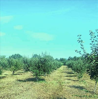Obrenovac vocnjak dunja  1 hektar 
