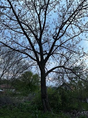 Orah drvo, celo stablo