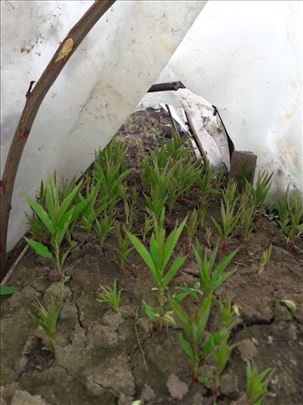 Podloga breskve za kalemljenje 