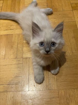 Ragdoll, mačići