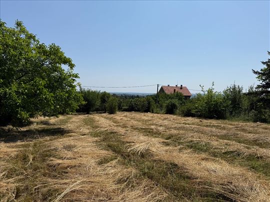 Trešnja 11 ari 