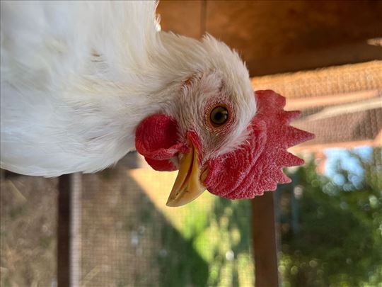 Čistokrvni Leghorn petlici