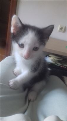 Domaci macici traze dom: musko i zensko