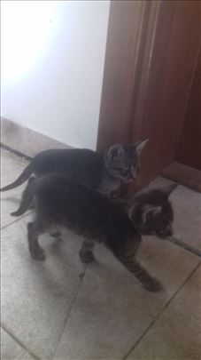 Domaci macici traze dom: musko i zensko