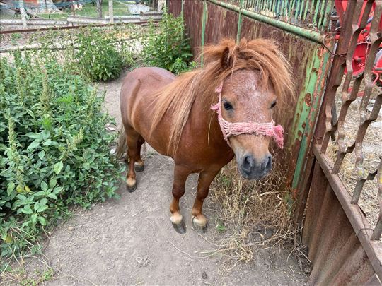 Poni
