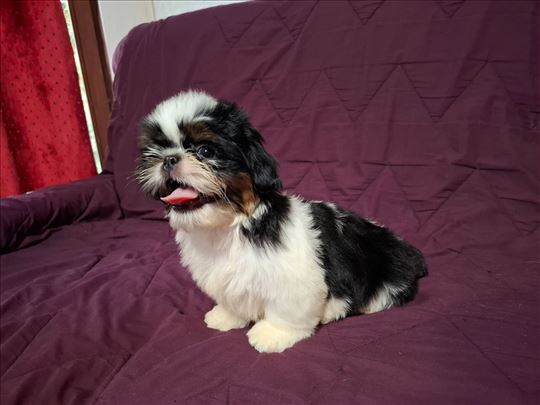 Čistokrvni Ši Cu (Shih Tzu) štenci