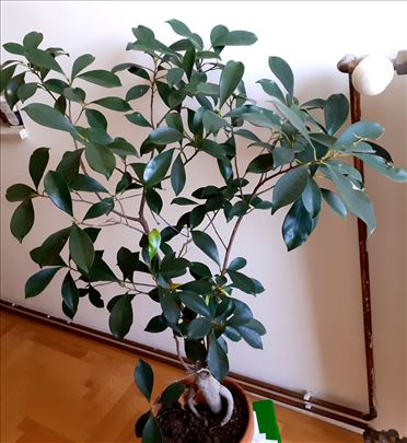 Divan ficus ginseng (microscarpa), visina 100 cm