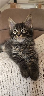 Maine Coon, mače
