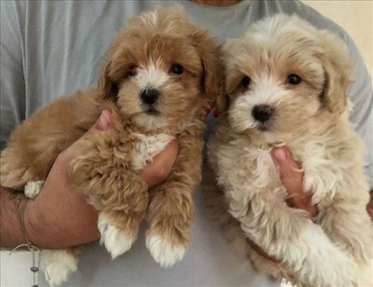 Toy maltipoo 