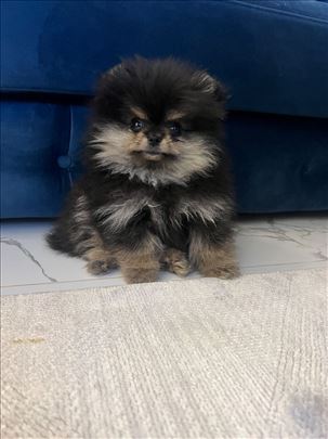 Pomeranac Boo (mini) black and tan