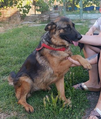 Lepotica Srna 