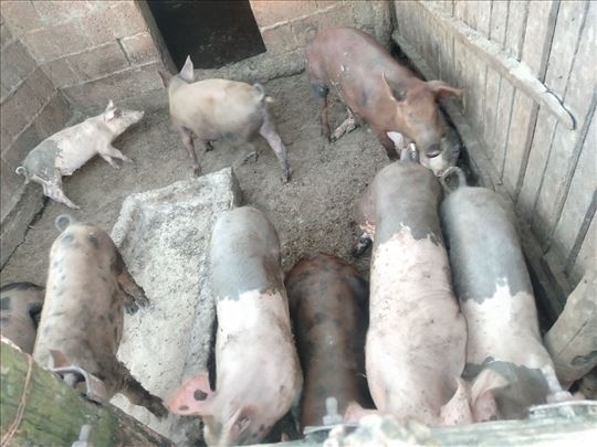 Oko 30kg na prodaju dogovor