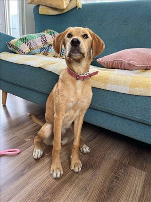 Poklanjam preslatko i umiljato štene mešanca