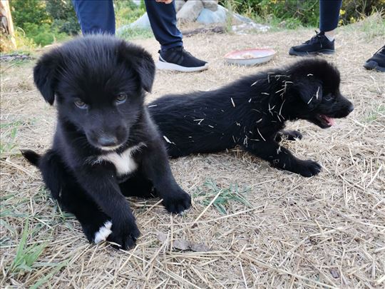 Samojed, štene