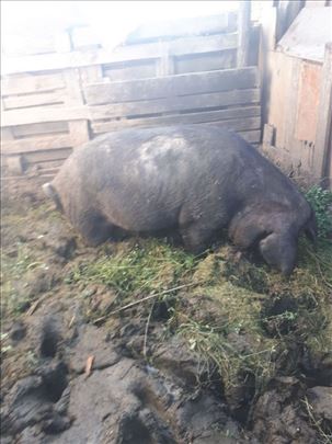 Suprasna krmača 3 puna meseca 18.06