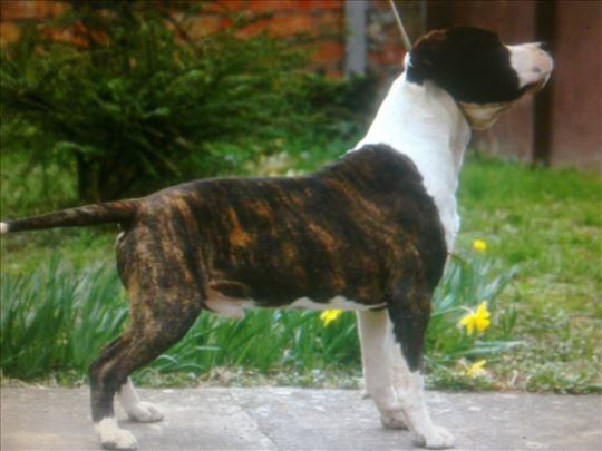 Američki stafordski terijer