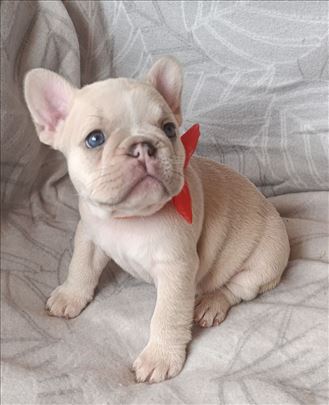 Francuski buldog, štene