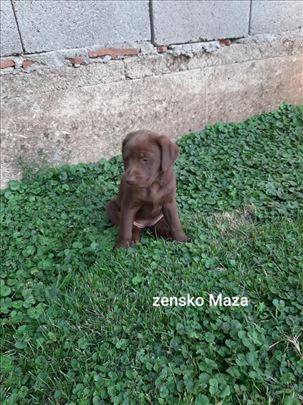 Labrador retriver, štene